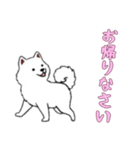 [お帰りなさい専用]サモエド（個別スタンプ：7）