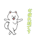 [お疲れ様です専用]サモエド（個別スタンプ：1）