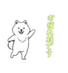 [お疲れ様です専用]サモエド（個別スタンプ：3）