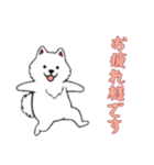 [お疲れ様です専用]サモエド（個別スタンプ：4）