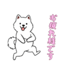 [お疲れ様です専用]サモエド（個別スタンプ：11）