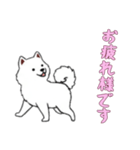 [お疲れ様です専用]サモエド（個別スタンプ：13）