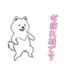 [お疲れ様です専用]サモエド（個別スタンプ：15）