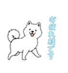 [お疲れ様です専用]サモエド（個別スタンプ：16）