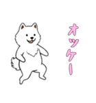 [オッケー専用]サモエド（個別スタンプ：1）