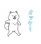 [オッケー専用]サモエド（個別スタンプ：2）