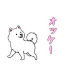 [オッケー専用]サモエド（個別スタンプ：3）