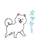 [オッケー専用]サモエド（個別スタンプ：6）