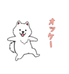 [オッケー専用]サモエド（個別スタンプ：10）