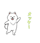 [オッケー専用]サモエド（個別スタンプ：11）