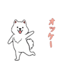 [オッケー専用]サモエド（個別スタンプ：12）