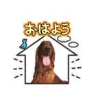 毎日アイリッシュセッターまみれ！（個別スタンプ：1）