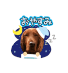 毎日アイリッシュセッターまみれ！（個別スタンプ：2）