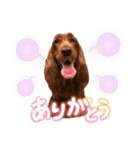 毎日アイリッシュセッターまみれ！（個別スタンプ：3）