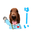 毎日アイリッシュセッターまみれ！（個別スタンプ：7）