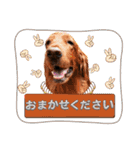 毎日アイリッシュセッターまみれ！（個別スタンプ：8）