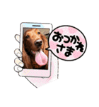 毎日アイリッシュセッターまみれ！（個別スタンプ：10）