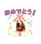 毎日アイリッシュセッターまみれ！（個別スタンプ：16）
