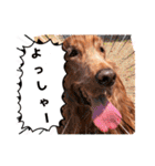 毎日アイリッシュセッターまみれ！（個別スタンプ：19）