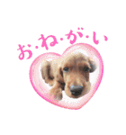 毎日アイリッシュセッターまみれ！（個別スタンプ：26）