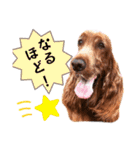 毎日アイリッシュセッターまみれ！（個別スタンプ：34）