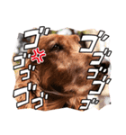 毎日アイリッシュセッターまみれ！（個別スタンプ：36）