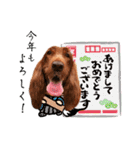 毎日アイリッシュセッターまみれ！（個別スタンプ：38）