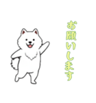 [お願いします専用]サモエド（個別スタンプ：1）