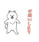 [お願いします専用]サモエド（個別スタンプ：4）