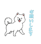 [お願いします専用]サモエド（個別スタンプ：12）