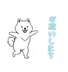 [お願いします専用]サモエド（個別スタンプ：13）