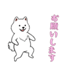 [お願いします専用]サモエド（個別スタンプ：16）