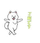 [了解です専用]サモエド（個別スタンプ：1）