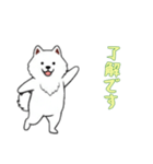 [了解です専用]サモエド（個別スタンプ：3）