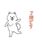 [了解です専用]サモエド（個別スタンプ：4）