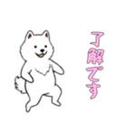 [了解です専用]サモエド（個別スタンプ：9）