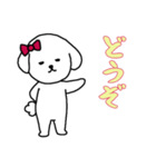 ビションフリーゼの女の子（日常）（個別スタンプ：1）