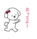 ビションフリーゼの女の子（日常）（個別スタンプ：12）