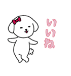 ビションフリーゼの女の子（日常）（個別スタンプ：16）