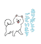 [ありがとうございます専用]サモエド（個別スタンプ：1）