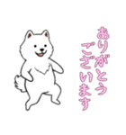 [ありがとうございます専用]サモエド（個別スタンプ：2）