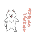 [ありがとうございます専用]サモエド（個別スタンプ：3）