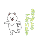 [ありがとうございます専用]サモエド（個別スタンプ：4）