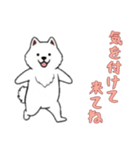 [気を付けて来てね専用]サモエド（個別スタンプ：1）