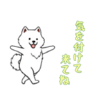 [気を付けて来てね専用]サモエド（個別スタンプ：2）