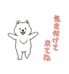 [気を付けて来てね専用]サモエド（個別スタンプ：3）