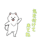 [気を付けて来てね専用]サモエド（個別スタンプ：4）