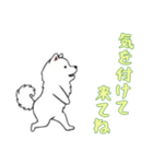 [気を付けて来てね専用]サモエド（個別スタンプ：6）