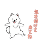 [気を付けて来てね専用]サモエド（個別スタンプ：7）
