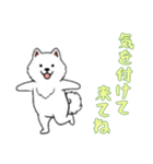 [気を付けて来てね専用]サモエド（個別スタンプ：8）